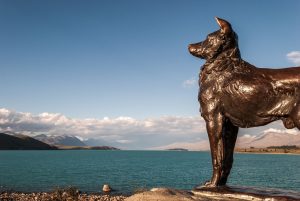 The Sheepdog- Memorial-Lake-Tekapo-New-Zealand