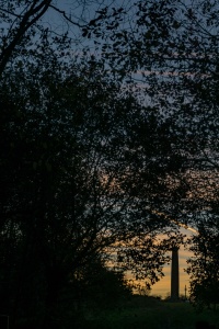 Through-the-trees-Keppels'-Column-Rotherham