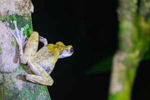 Tree-Frog-at-night-Kinabatangan-Sabah-Borneo