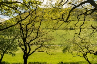 Tree-branches-obscuring-hillside-Snowdonia-National-Park-Wales