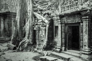 Tree-growing-over-Ta-Prohm-Angkor-Wat-Cambodia