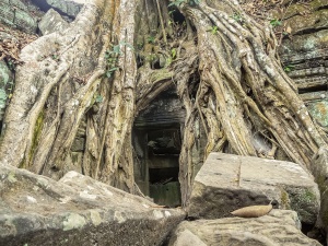 Tree-roots-engulfing-Ta-Prohm-Angkor-Wat-Cambodia