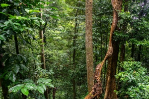 Trees-and-vines-Gunung-Gading-National-Park-Sarawak-Borneo