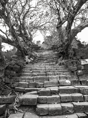 Trees-growing-out-of-steps-Champasak-Laos