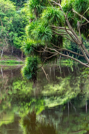 Tropical-tree-reflected-in-lake-Sepilok-Sabah-Borneo
