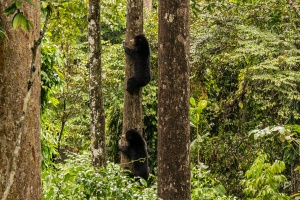 Two-Sunbears-climbing-tree-Sepilok-Sabah-Borneo
