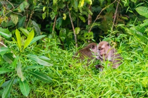 Two-long-tailed-Macuaques-foraging-Kinabatangan-Sabah-Borneo