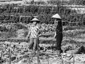 Two-women-working-the-field-Cat-Ba-Island-Vietnam