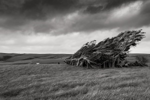 Windblown-trees-The-Catlins-South-Island-New-Zealand