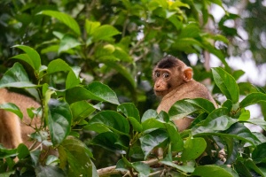Young-Pig-tailed-Macaque-looking-into-camera-Kinabatangan-Sabah-Borneo