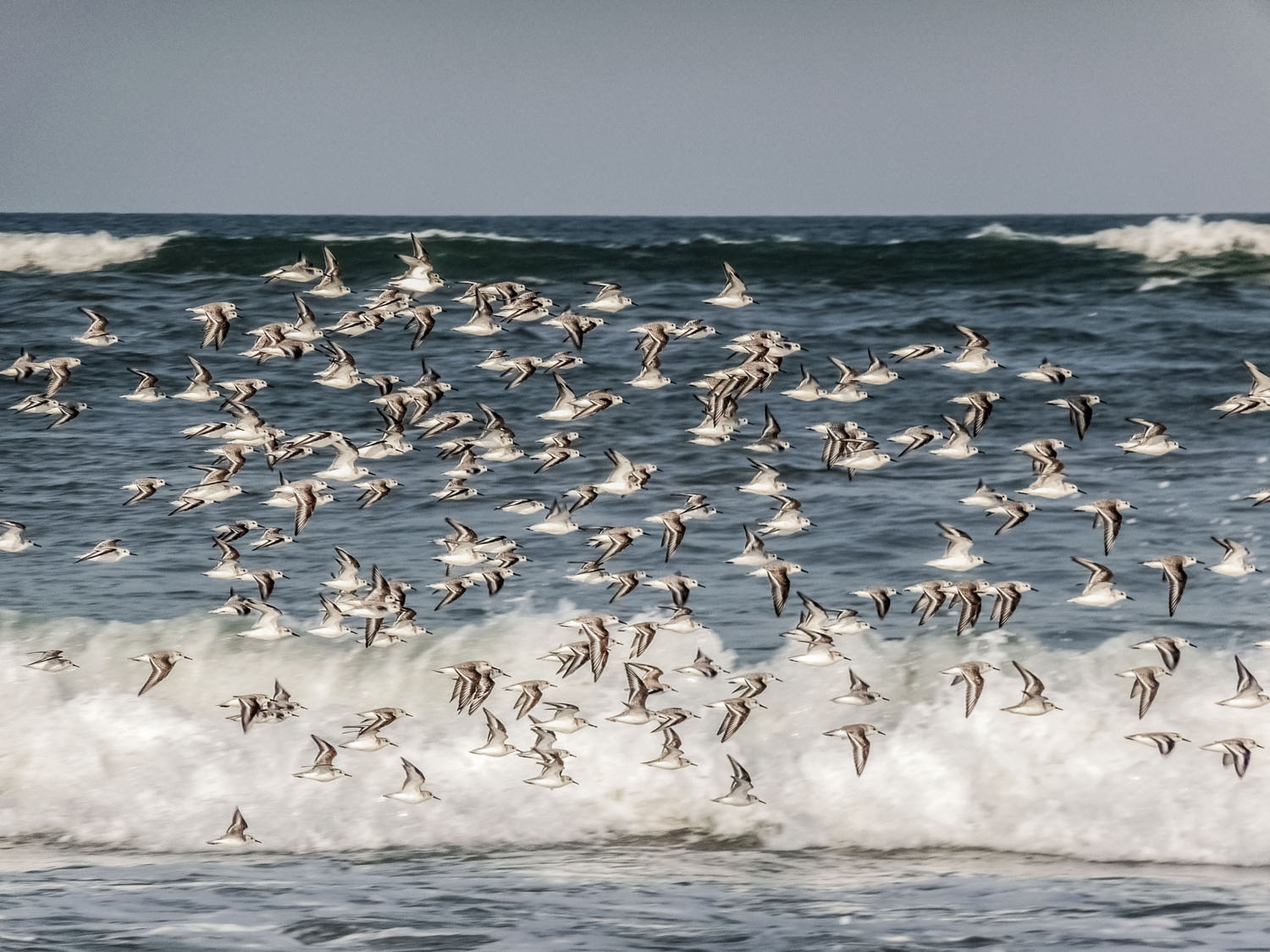 Flock-of Seaguls-Da-Nang-China-beach-Vietnam