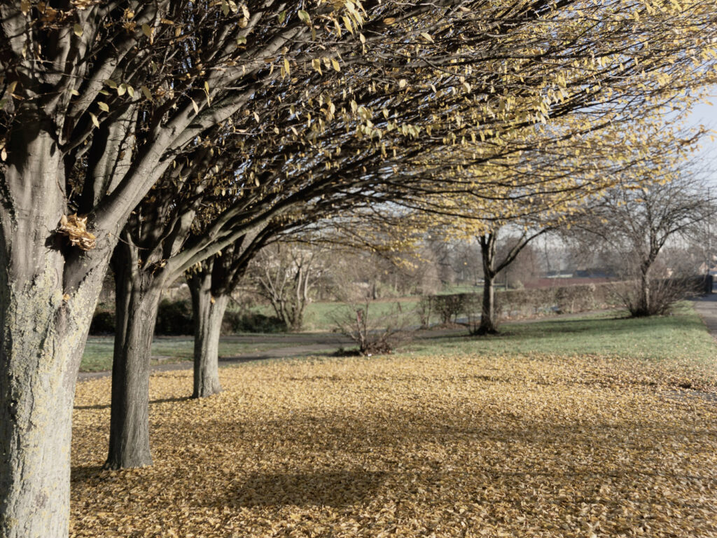 Autumn leaves, Greasbrough, Rotherham, England