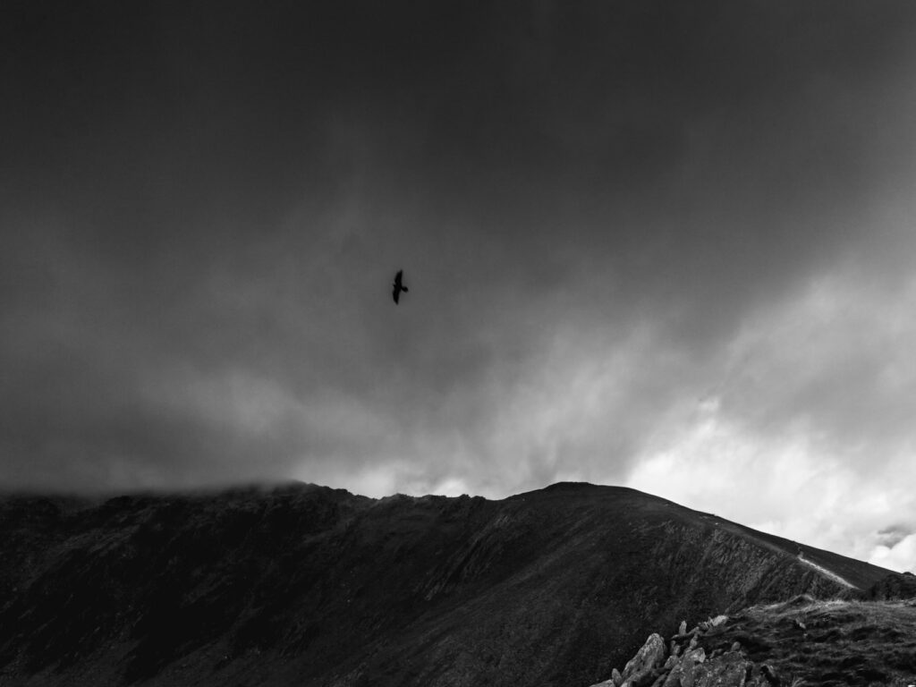 Bird of prey, Snowdon summit, Wales, UK