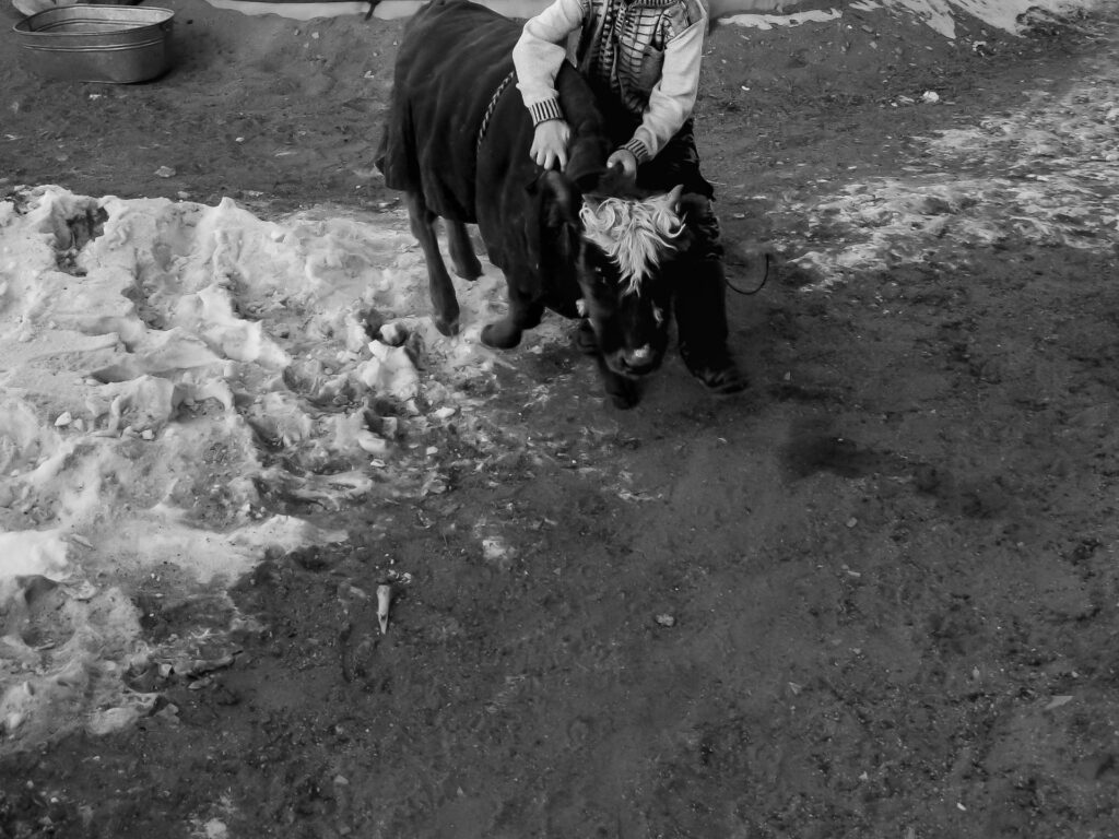 Boy with calf, Gobi Desert, Mongolia