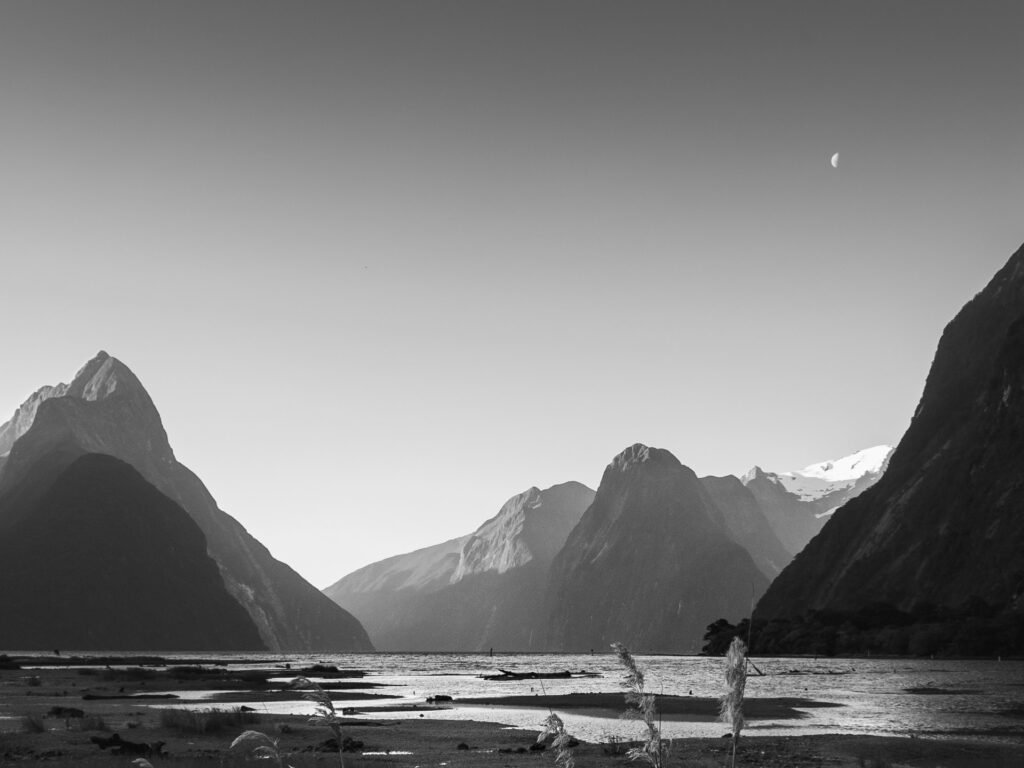 Bullrushes along the shore, Milford Sound, New Zealand