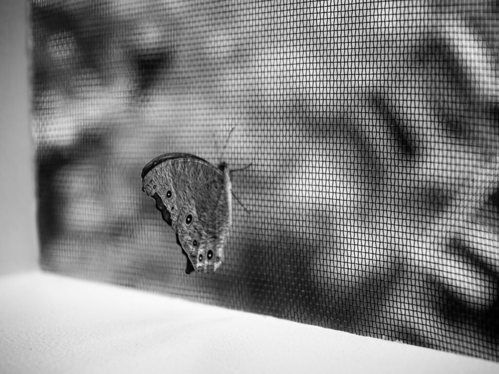 Butterfly on screen mesh Badian Visayas Phillippines