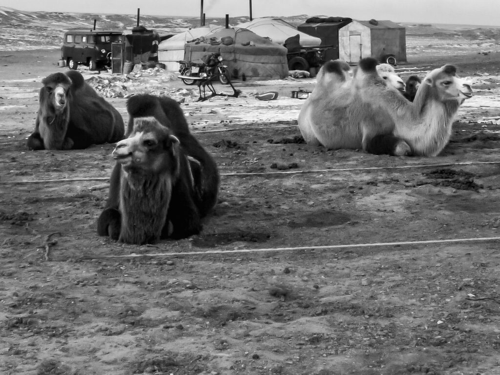 Camels at camp, Gobi Desert, Mongolia