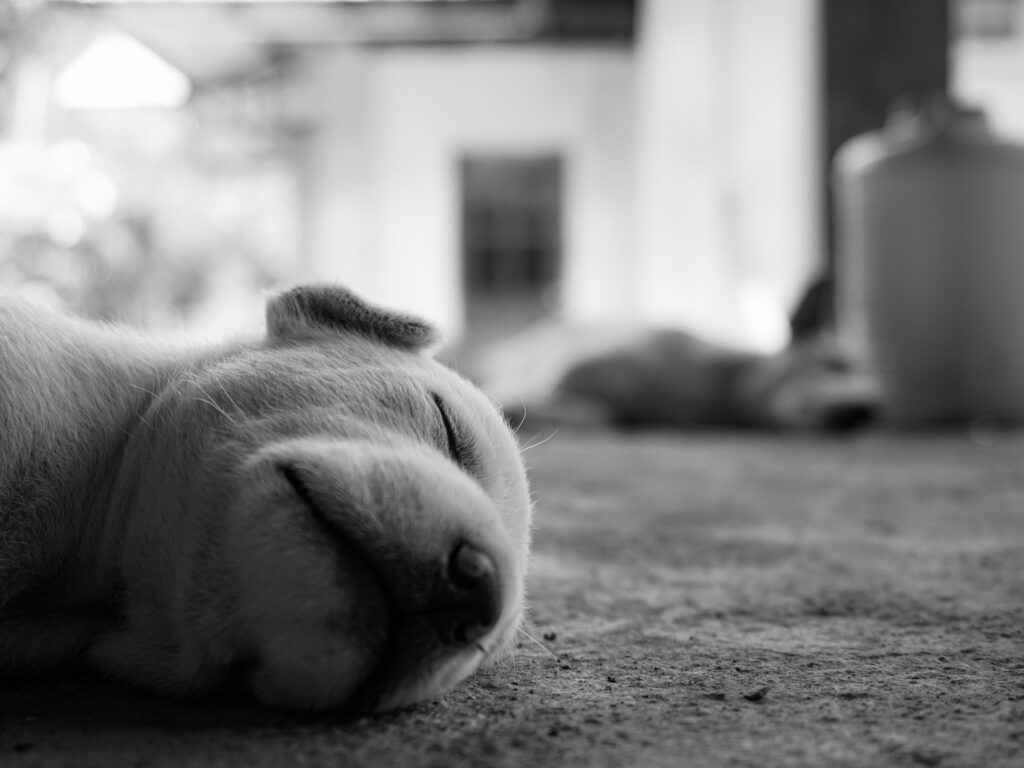 Chunk The Puppy Dog Badian Philippines