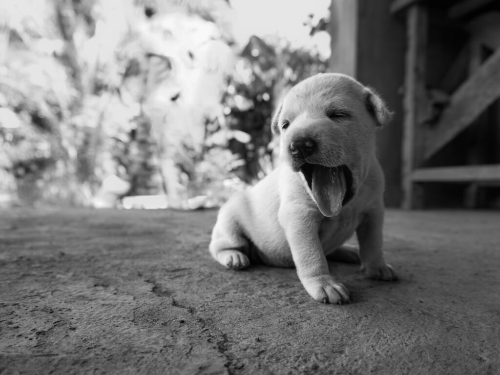 Yawning Puppy Dog Badian Philippines