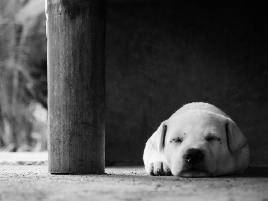 Chunk The Puppy Dog Badian Philippines