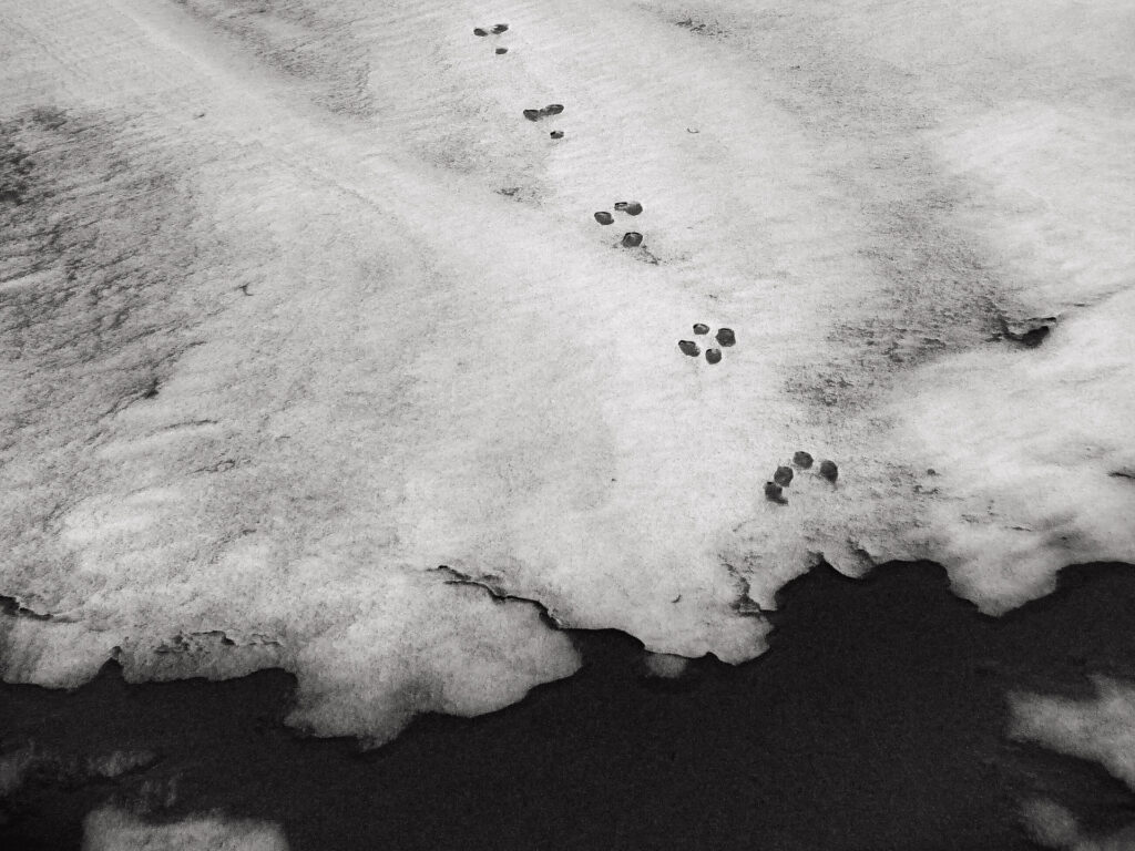 Wolf tracks, Gobi Desert, Mongolia