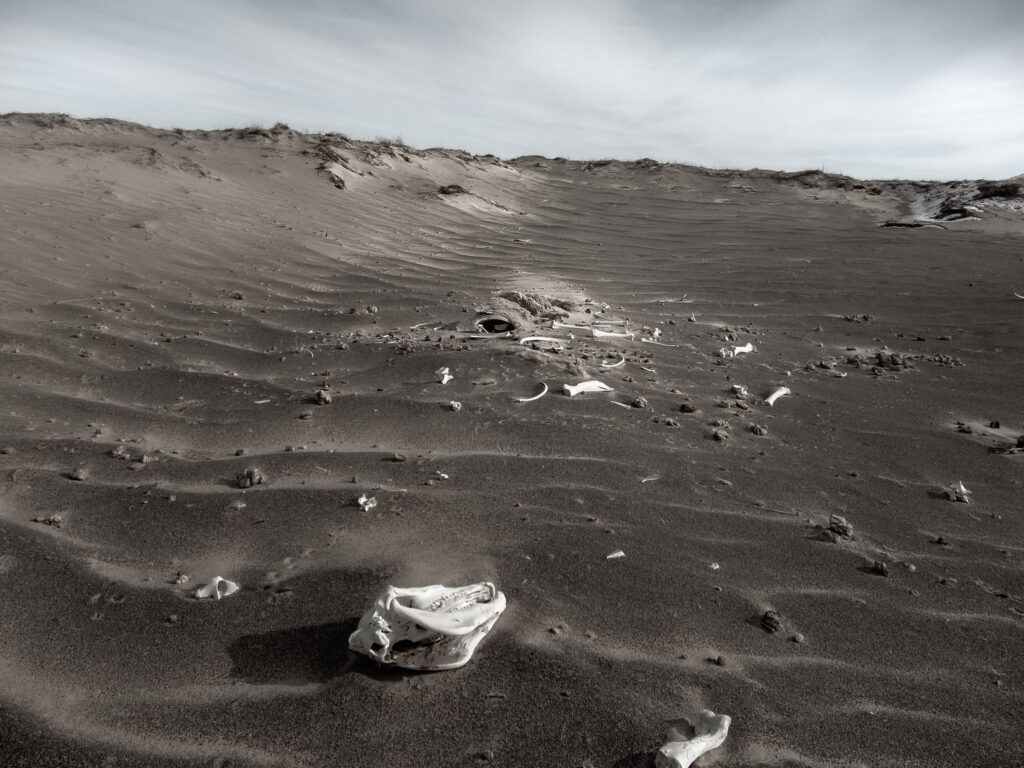Gobi Desert, Mongolia