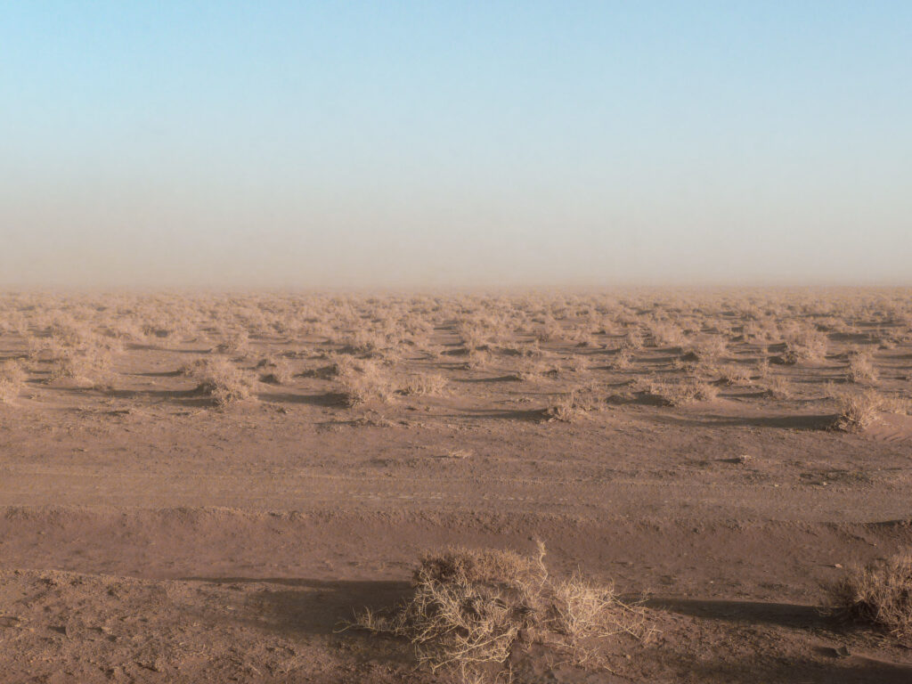 Vegetation, Gobi Desert, Mongolia