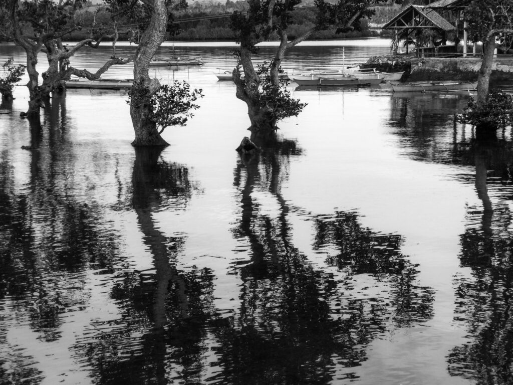 Mangrove reflections Tubigon Bohol Philippines