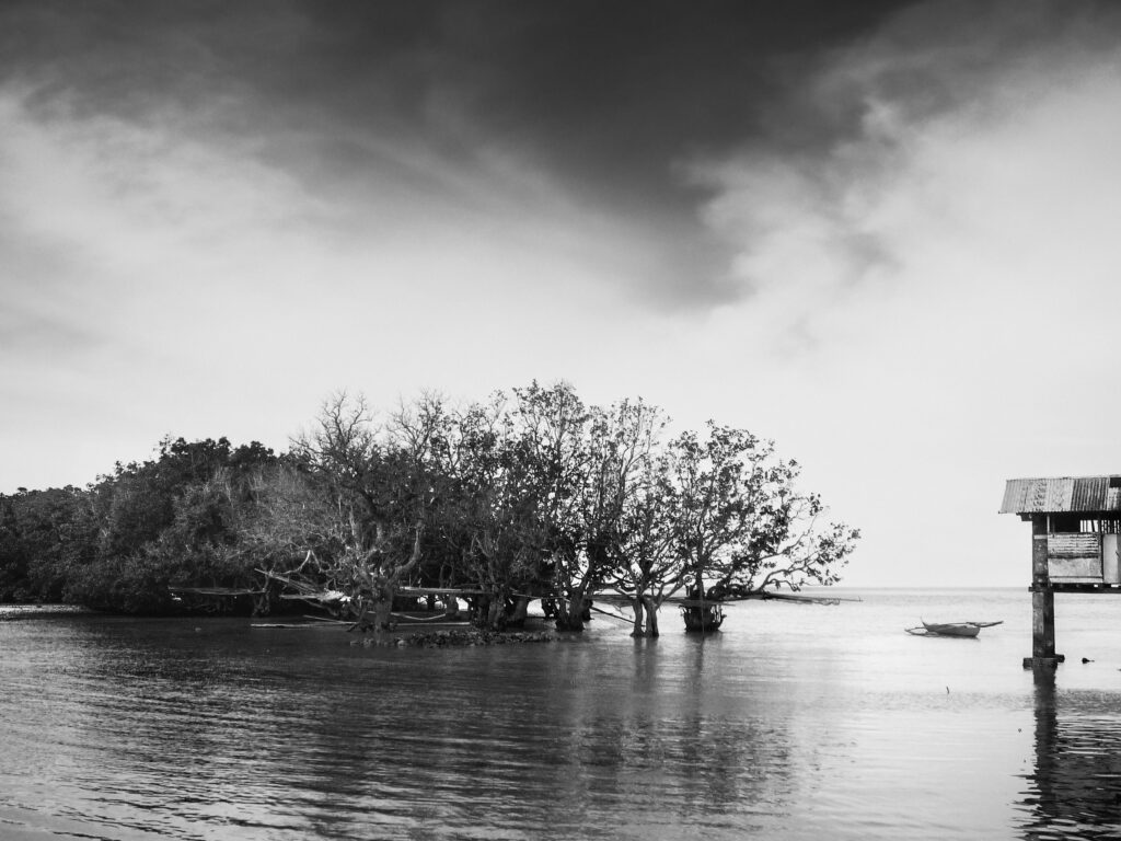 Mangroves Tubigon Bohol Philippines