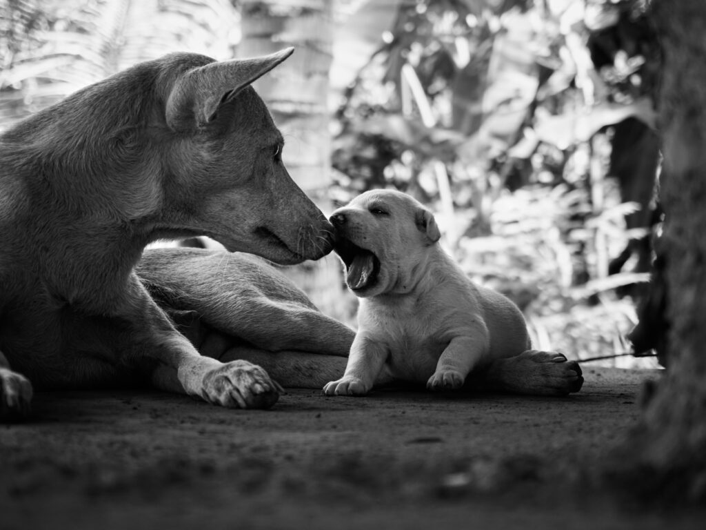 Mother & Pup, Badian, Philippines