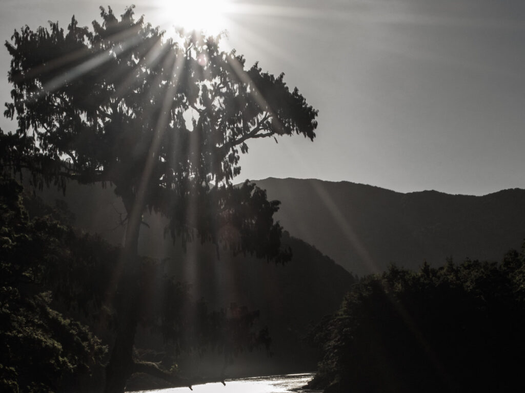 Lake and lone tree, Nelson region, New Zealand