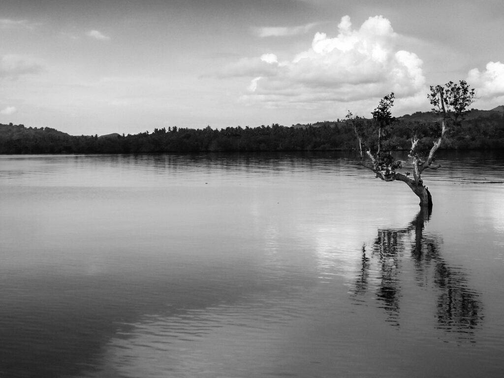 Solitary tree in the sea Tubigon Bohol Philippines