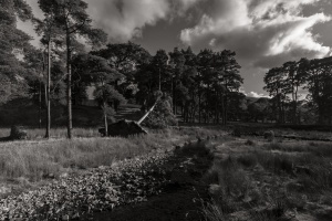 the fallen-forest-of-bowland